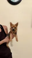 Mochi, a male Yorkshire Terrier for sale in Aransas Pass, TX – 3 of 3