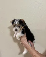 Snickers Parti Yorkie, a male Yorkshire Terrier for sale in Aransas Pass, TX – 4 of 5