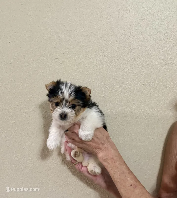 Snickers Parti Yorkie – Yorkshire Terrier puppy for sale in Aransas Pass, TX