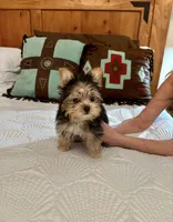 Tiny Teacup Kiwi, a female Yorkshire Terrier for sale in Aransas Pass, TX – 2 of 4