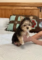 Tiny Teacup Kiwi, a female Yorkshire Terrier for sale in Aransas Pass, TX – 3 of 4