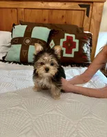 Tiny Teacup Kiwi, a female Yorkshire Terrier for sale in Aransas Pass, TX – 1 of 4