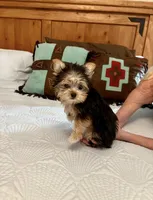 Tiny Teacup Kiwi, a female Yorkshire Terrier for sale in Aransas Pass, TX – 4 of 4