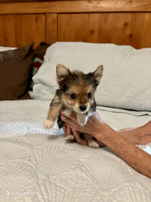 Socks – Morkie puppy for sale in Aransas Pass, TX
