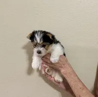 Snickers Parti Yorkie, a male Yorkshire Terrier for sale in Aransas Pass, TX – 2 of 5