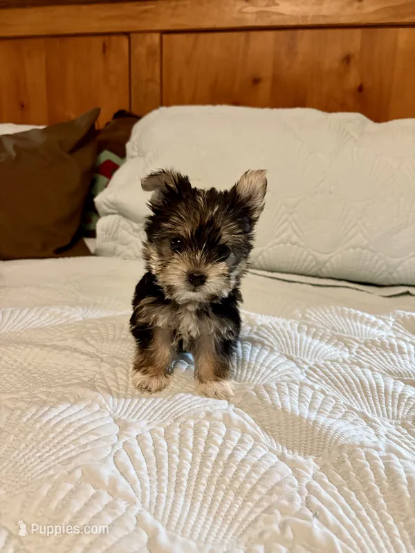 Maple – Morkie puppy for sale in Aransas Pass, TX