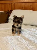 Maple, a female Morkie for sale in Aransas Pass, TX – 1 of 4