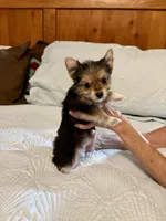Socks, a female Morkie for sale in Aransas Pass, TX – 3 of 3