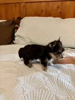 Maple, a female Morkie for sale in Aransas Pass, TX – 4 of 4