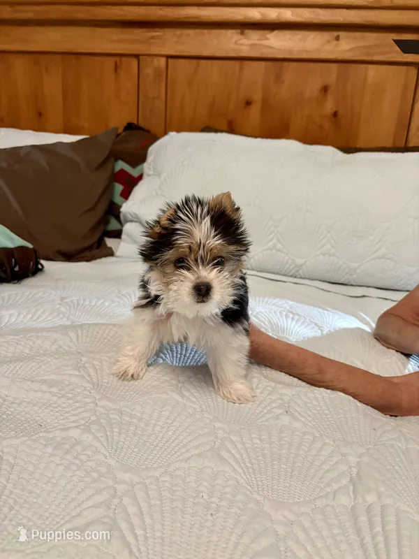 Snickers Parti Yorkie – Yorkshire Terrier puppy for sale in Aransas Pass, TX