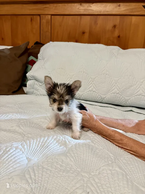 MooMoo  – Morkie puppy for sale in Aransas Pass, TX
