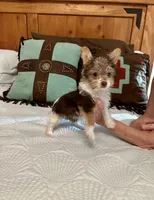 RARE Chocolate Parti Java, a female Yorkshire Terrier for sale in Aransas Pass, TX – 2 of 3