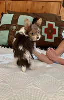 RARE Chocolate Parti Java, a female Yorkshire Terrier for sale in Aransas Pass, TX – 3 of 3