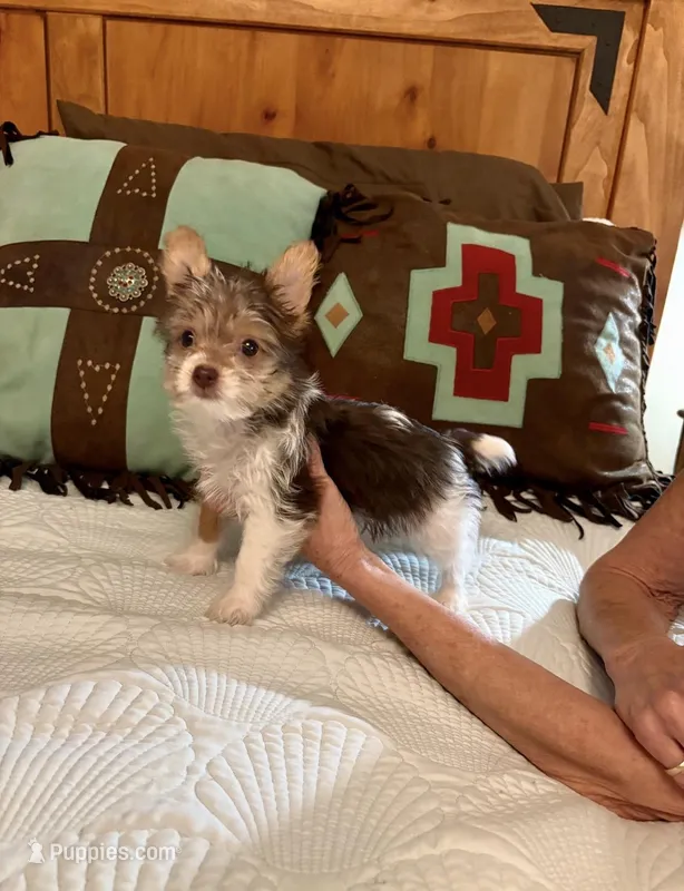 RARE Chocolate Parti Java, a female Yorkshire Terrier for sale in Aransas Pass, TX – 1 of 3