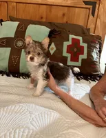 RARE Chocolate Parti Java, a female Yorkshire Terrier for sale in Aransas Pass, TX – 1 of 3