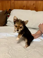 Socks, a female Morkie for sale in Aransas Pass, TX – 2 of 3