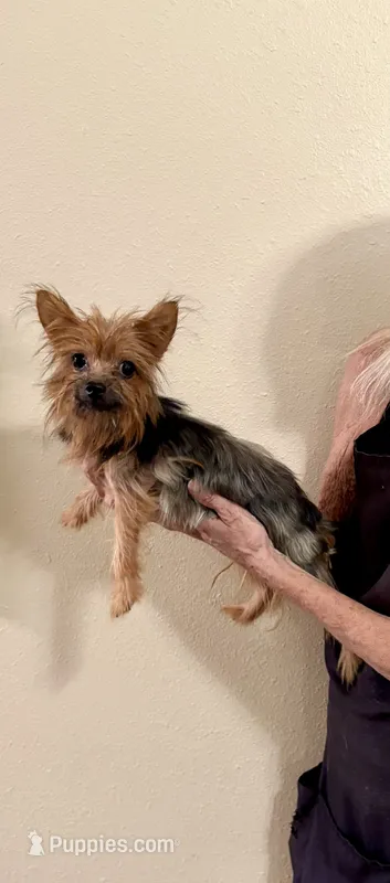 Mochi – Yorkshire Terrier puppy for sale in Aransas Pass, TX
