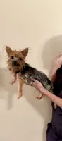 Mochi, a male Yorkshire Terrier for sale in Aransas Pass, TX – 1 of 3