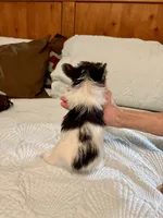 MooMoo , a female Morkie for sale in Aransas Pass, TX – 4 of 4