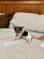 MooMoo , a female Morkie for sale in Aransas Pass, TX – 3 of 4