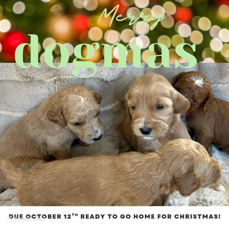 Christmas Puppy - F1b Irish Goldendoodle – Goldendoodle puppy for sale in Wheaton, IL