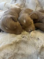 Christmas Puppy - F1b Irish Goldendoodle, a  Goldendoodle for sale in Wheaton, IL – 4 of 4