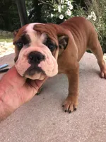 JJT /F1, a female English Bulldog for sale in Minooka, IL – 2 of 4