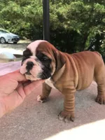 LLL/M1, a male English Bulldog for sale in Minooka, IL – 2 of 2