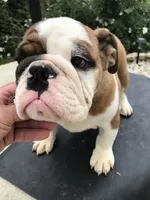 RTR/M1, a male English Bulldog for sale in Minooka, IL – 3 of 3