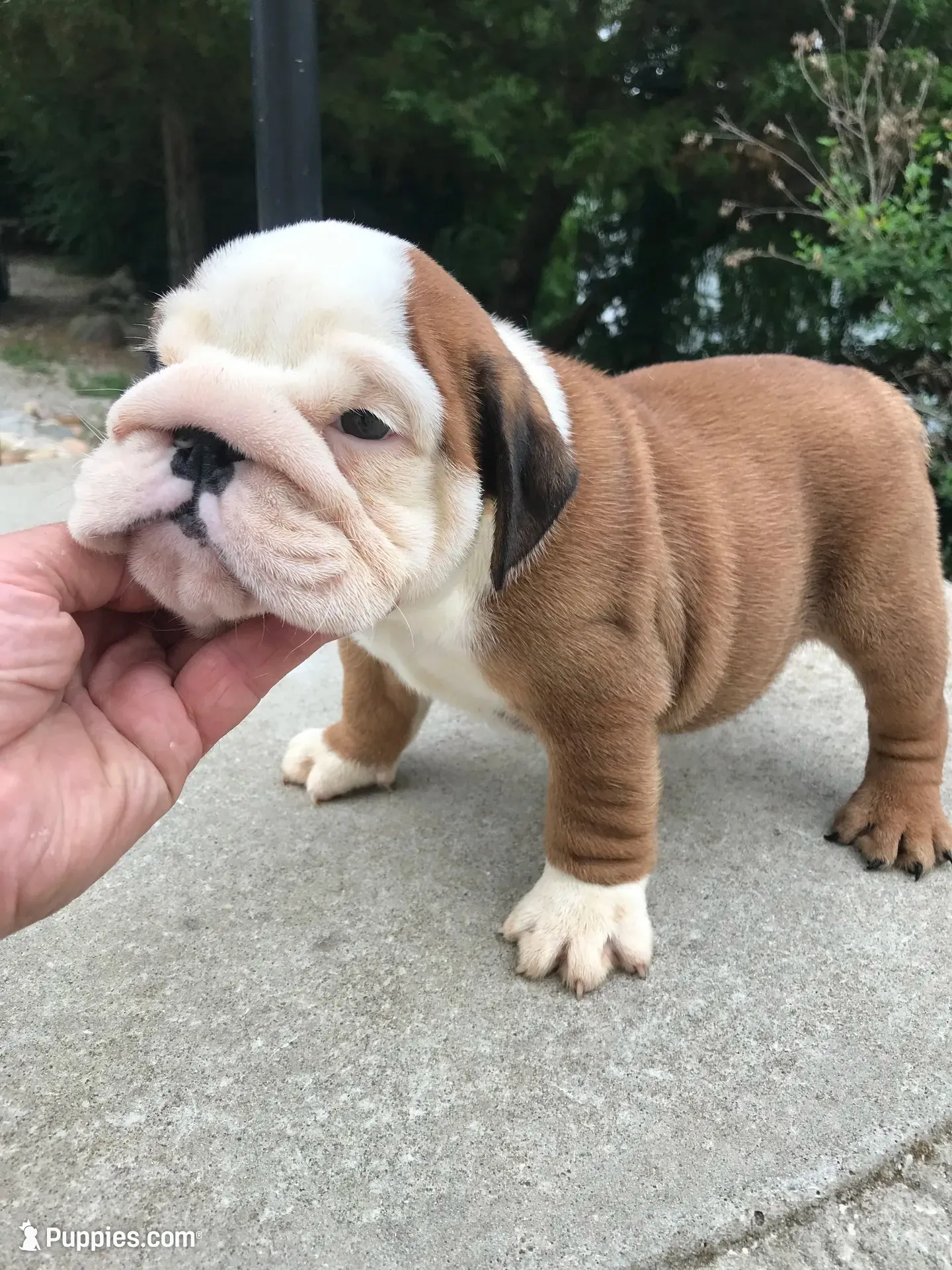 RRRM2, a male English Bulldog for sale in Minooka, IL – 2 of 3