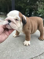 RRRM2, a male English Bulldog for sale in Minooka, IL – 1 of 3