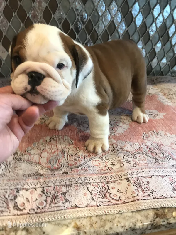 RTC/F4 – English Bulldog puppy for sale in Minooka, IL