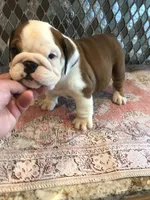 RTC/F4, a female English Bulldog for sale in Minooka, IL – 1 of 2