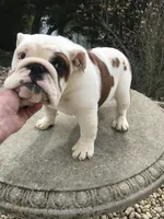 RRM/M1, a male English Bulldog for sale in Minooka, IL – Photo 2 of 2