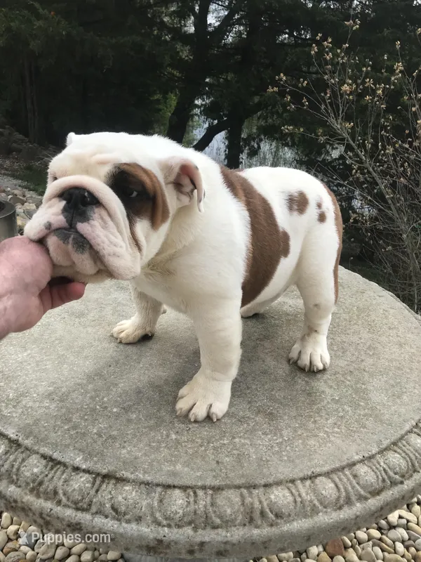RRM/M1 – English Bulldog puppy for sale in Minooka, IL
