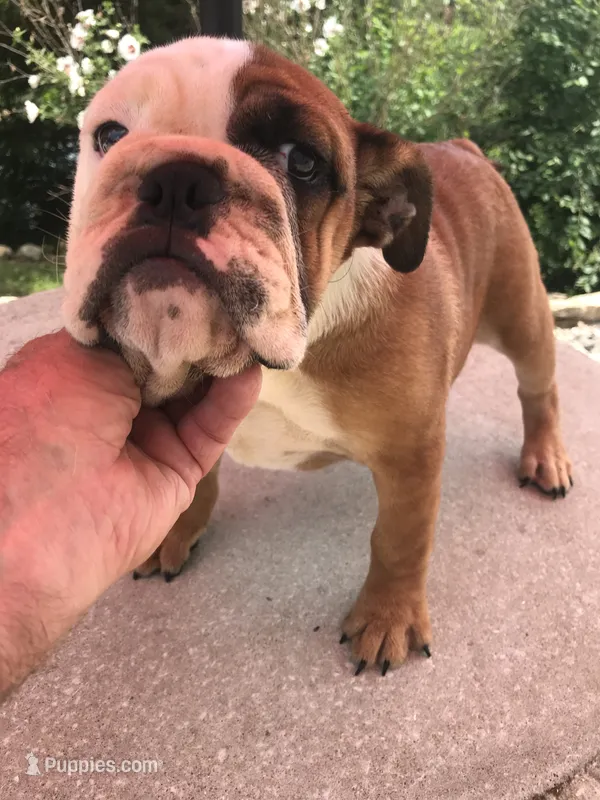JJT/F2 – English Bulldog puppy for sale in Minooka, IL