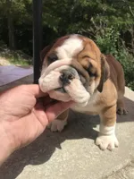 LLL/M2, a male English Bulldog for sale in Minooka, IL – 3 of 3