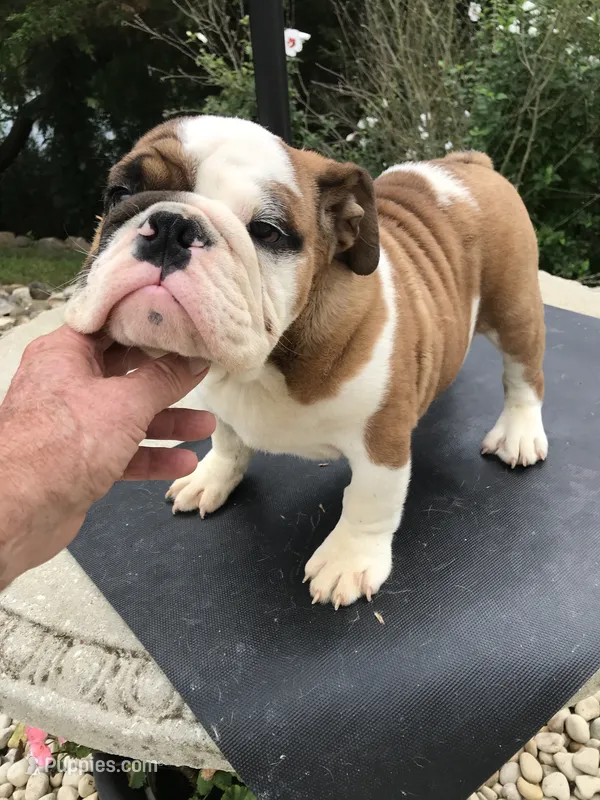 RTR/M1 – English Bulldog puppy for sale in Minooka, IL