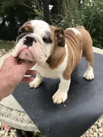 RTR/M1, a male English Bulldog for sale in Minooka, IL – 1 of 3