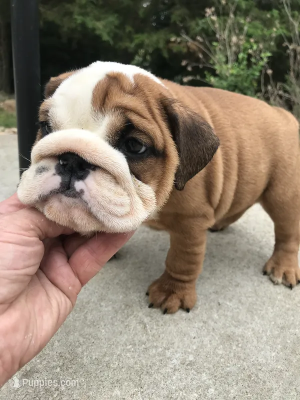 RRR/M1 – English Bulldog puppy for sale in Minooka, IL