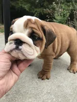 RRR/M1, a male English Bulldog for sale in Minooka, IL – 1 of 3