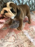 RRT /F1, a female English Bulldog for sale in Minooka, IL – 2 of 2