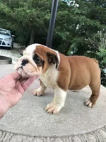 RTG/F4, a female English Bulldog for sale in Minooka, IL – 3 of 3
