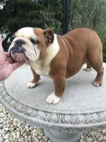 RR/4, a female English Bulldog for sale in Minooka, IL – 2 of 3