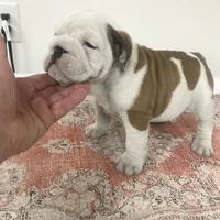 mmr/f1, a female English Bulldog for sale in Minooka, IL – Photo 2 of 2