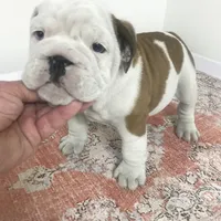 mmr/f1, a female English Bulldog for sale in Minooka, IL – Photo 1 of 2