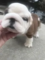 BBR/M4, a male English Bulldog for sale in Minooka, IL – Photo 2 of 2