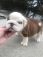 BBR/M4, a male English Bulldog for sale in Minooka, IL – Photo 1 of 2