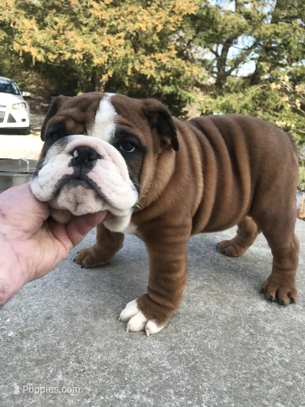 BBR/M1 – English Bulldog puppy for sale in Minooka, IL