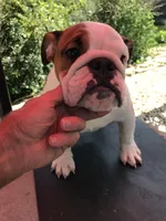 SSR/F1, a female English Bulldog for sale in Minooka, IL – 2 of 2